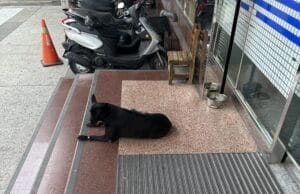 台湾スロット(パチンコ)店でのペット入店について